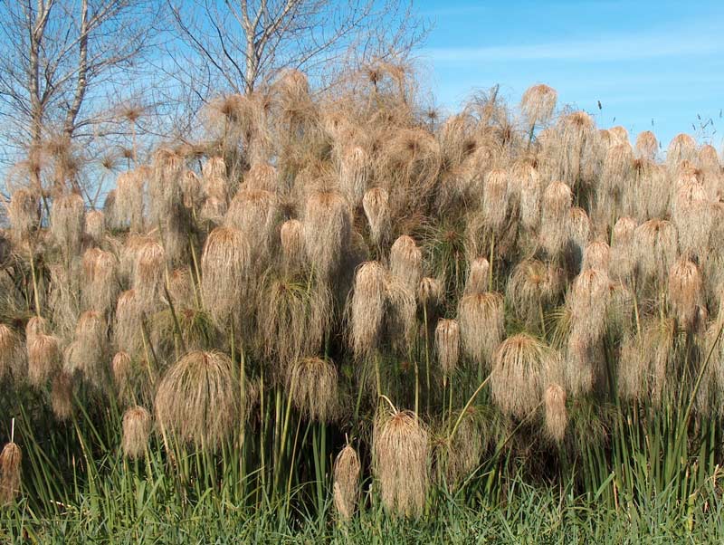 Cyperus papyrus